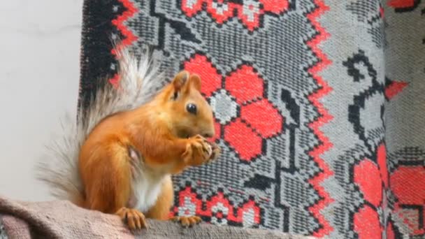 Esquilo vermelho alegre engraçado com duas patas segura uma noz e come na varanda - Filmagem, Vídeo