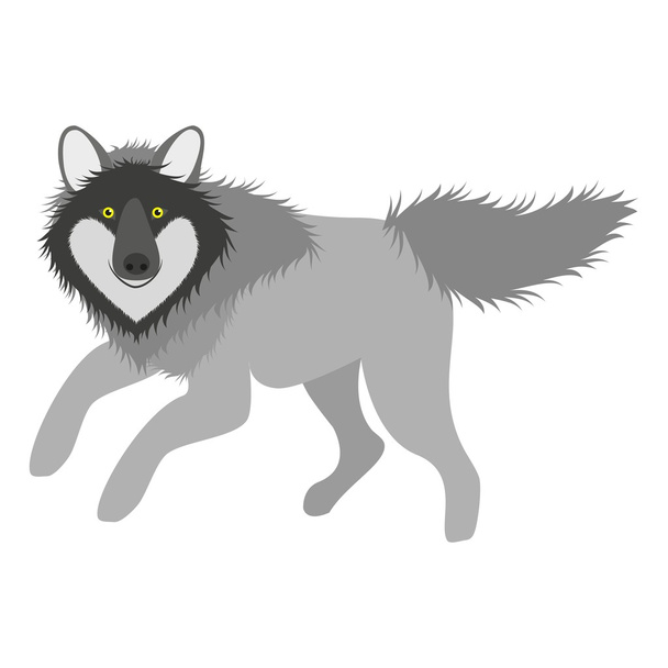 Дикий волк
 - Вектор,изображение