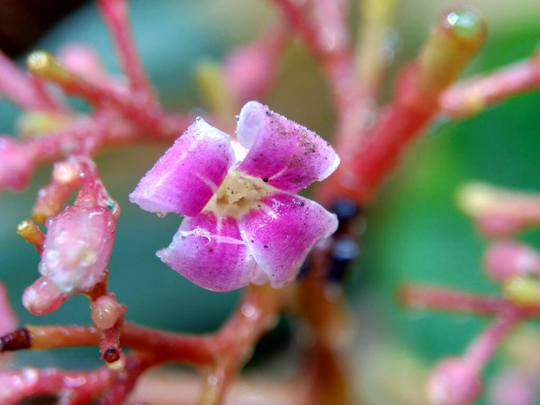 Star fruit flower (Averrhoa carambola, carambola) with a natural background. Indonesian call it belimbing or blimbing. - Photo, Image