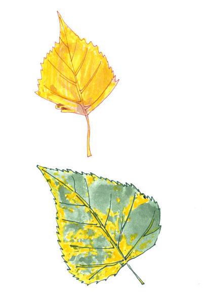set van herfst aquarel bladeren op een witte achtergrond. Hoge kwaliteit illustratie - Foto, afbeelding