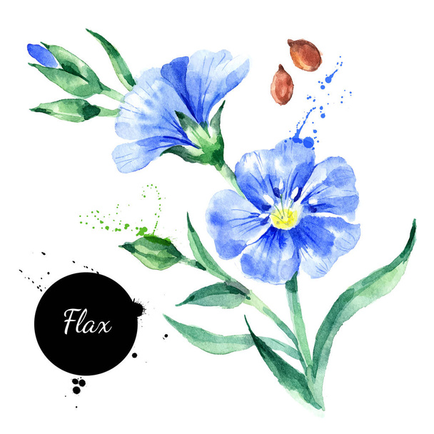 Akwarela ręcznie rysowane lnu kwiat ilustracji. Wektor malowane szkic superfood izolowane na białym tle - Wektor, obraz