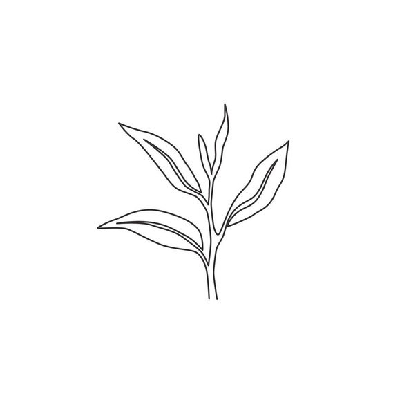 Un disegno in linea continua di tutta la foglia di tè biologico sano per l'identità del logo della bevanda a base di erbe. Concetto di natura fresca per icona piantagione di tè. Illustrazione grafica vettoriale moderna a linea singola - Vettoriali, immagini