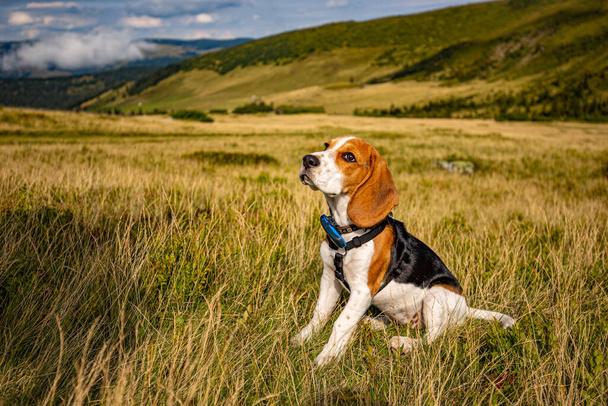 Portrait of a beagle puppy - 写真・画像