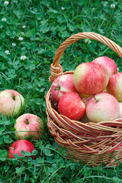 Just picked apples in a wicker basket and on green grass in the garden. Just harvested fruits. - Foto, afbeelding