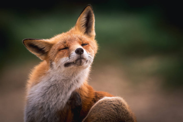 朝の太陽の下で美しい赤狐 - 写真・画像