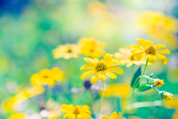 Λουλούδια, ηλιόλουστη ανοιξιάτικη καλοκαιρινή μέρα με ακτίνες. Tranquil φύση ανθίζοντας κίτρινα λουλούδια σε θολή φυσικό λιβάδι φόντο.  - Φωτογραφία, εικόνα