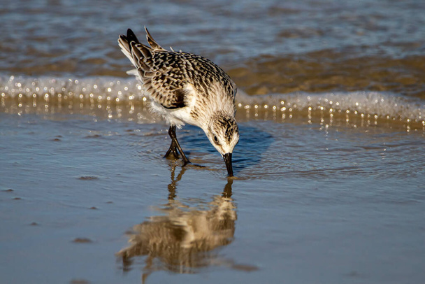 image en gros plan isolée d'un bécasseau semipalmé (Calidris pusilla) chassant le crabe du sable sur du sable mouillé près du rivage avec sa réflexion visible. - Photo, image
