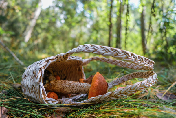 Αναποδογυρισμένο ψάθινο καλάθι με μανιτάρια σε φόντο δάσους ένα ηλιόλουστο πρωινό του φθινοπώρου. Volyn φύση. - Φωτογραφία, εικόνα