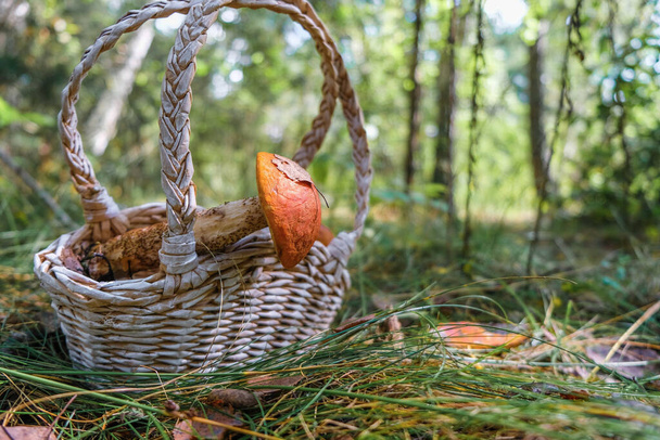 Wicker basket with a mushroom on a forest background. Mushroom hobby concept. - Foto, imagen