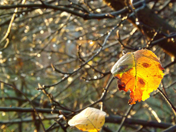 Τελευταία κίτρινα φύλλα, κλαδιά δέντρου μετά από βροχή, φωτισμένα από τον ήλιο. - Φωτογραφία, εικόνα