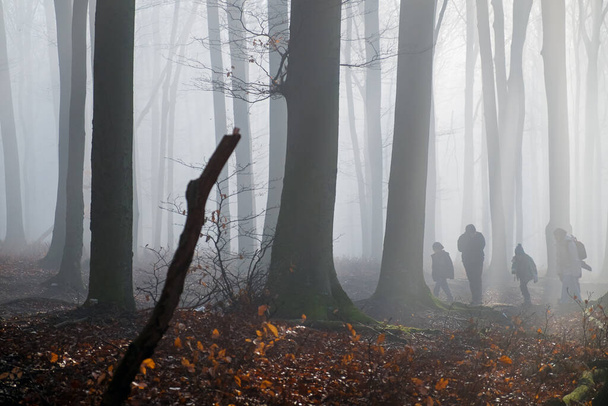 Bosque bajo el castillo Pajstun, niebla, misterio, Eslovaquia - Foto, Imagen