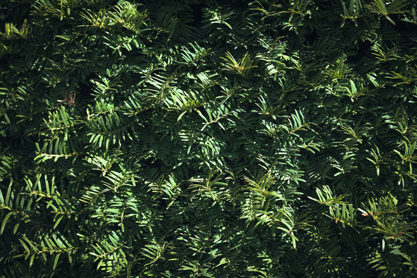 foglie di piante sempreverdi in un giardino tropicale primo piano - Foto, immagini