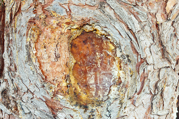 木の樹脂 - 写真・画像