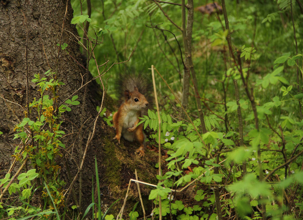 Kleine rode eekhoorn verstopt zich in de groene struiken, dier in zijn natuurlijke habitat - Foto, afbeelding