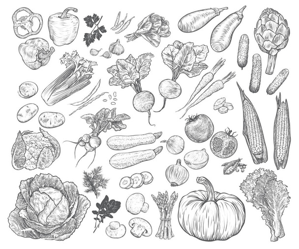 Set de verduras frescas dibujadas a mano. Plantilla para sus trabajos de diseño. Ilustración de vectores de estilo grabado. - Vector, imagen