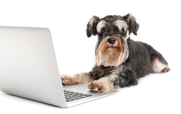 白い背景にノートパソコンとかわいい犬 - 写真・画像