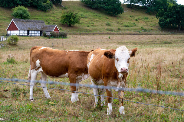 Δύο καφετιές και λευκές αγελάδες σε βοσκότοπο με ένα παλιό κτίριο στο Osterlen, Σουηδία - Φωτογραφία, εικόνα