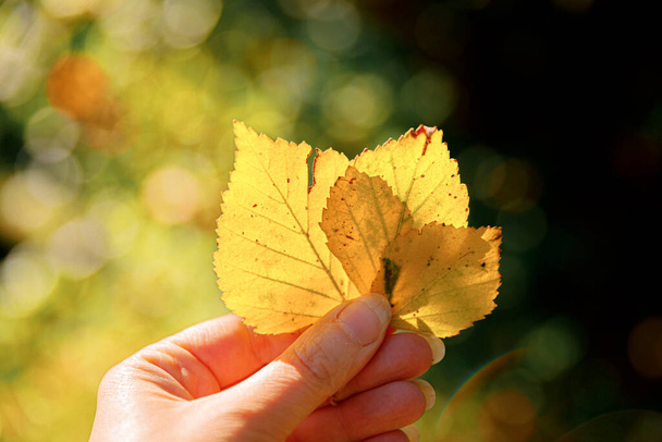 Крупный план натуральный осенью вид женщины руки держащие желтые листья на темном фоне парка. Вдохновляющая природа октябрь или сентябрь обои. Изменение сезонов - Фото, изображение
