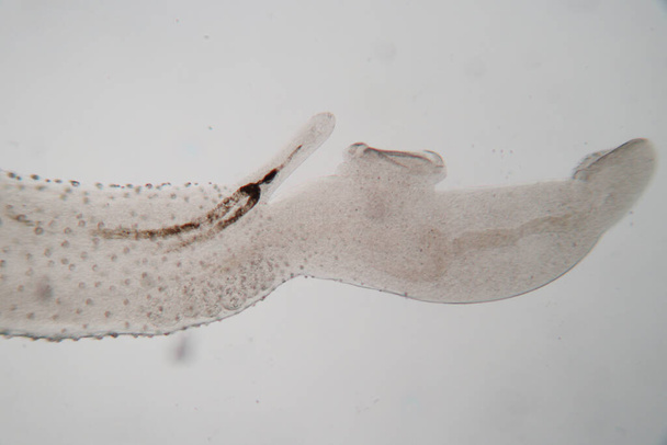 Der Studienparasit oder Würmer ist ein Süßwasserfischparasit im Labor für Ausbildung. - Foto, Bild