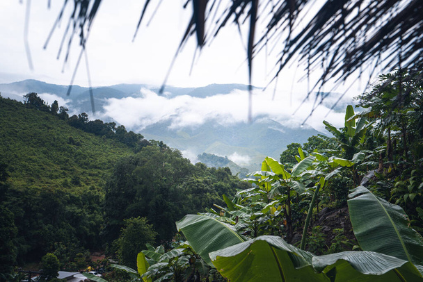 Banaanipuut ja vuoret, märkä sateinen päivä - Valokuva, kuva