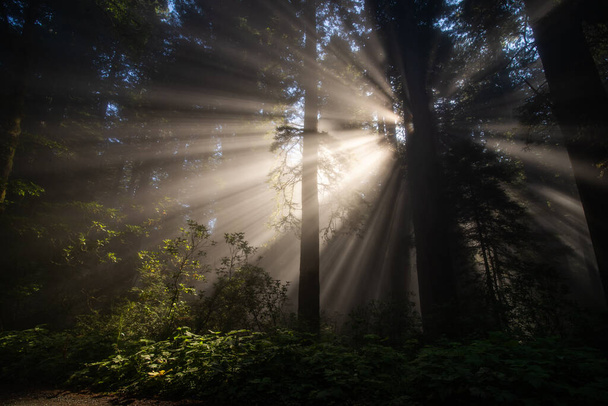 Redwoods są najczęstszymi iglastymi roślinami iglastymi w hrabstwie Del Norte w północnej Kalifornii - Zdjęcie, obraz