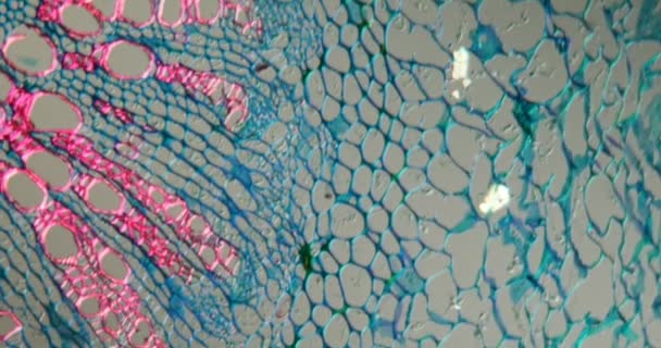 Pecíolo de haba en sección transversal bajo el microscopio 100x - Imágenes, Vídeo