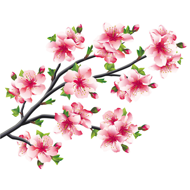 Cherry blossoms branch, Japanese tree sakura - Vettoriali, immagini