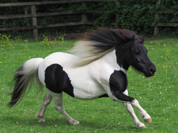 Un giovane pony in miniatura in bianco e nero gioca in un paddock. - Foto, immagini