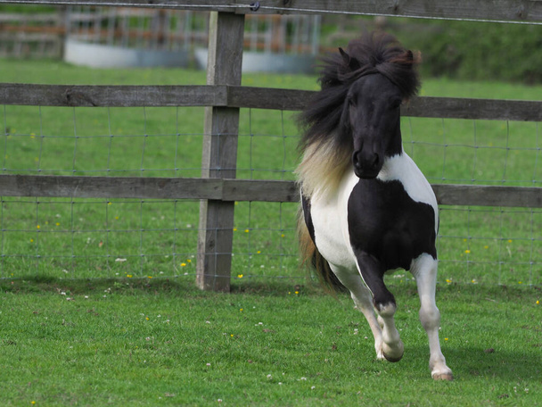 Un giovane pony in miniatura in bianco e nero gioca in un paddock. - Foto, immagini