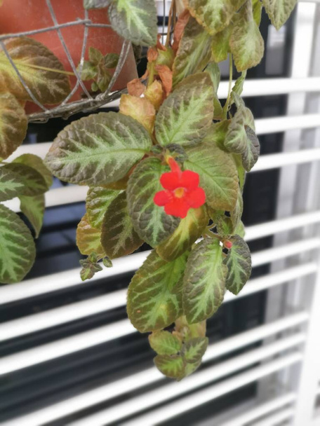 episcia cupreata ev bitkisinin görüntüsü. - Fotoğraf, Görsel