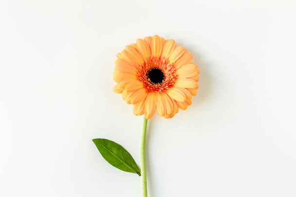 Orange gerbera flower on the white background. Flat lay, top view  - Fotoğraf, Görsel