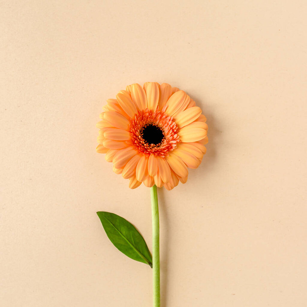 Orange gerbera flower on the yellow background. Flat lay, top view  - Foto, imagen