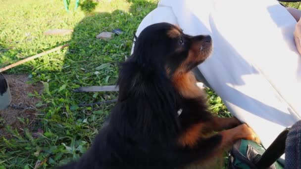 Long-haired toy Terrier reaches out with its paw to its owner. FullHD - Filmagem, Vídeo