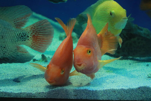 Fish Parrot or Red Parrot in the aquarium (Red Parrot Cichlid) - Photo, Image