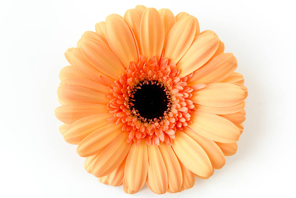 Fleur de gerbera orange sur fond blanc. Couché plat, vue du dessus  - Photo, image