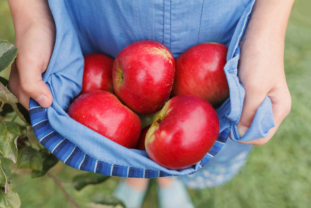 Red apples in an apron held by the hands of a little girl - Photo, image