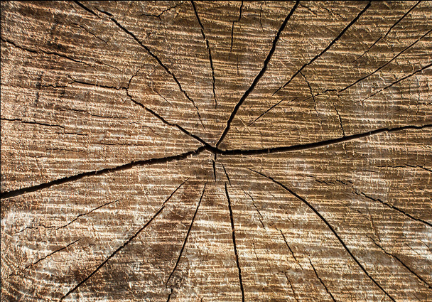 La struttura di un taglio di sega di un vecchio albero con incrinature - Foto, immagini