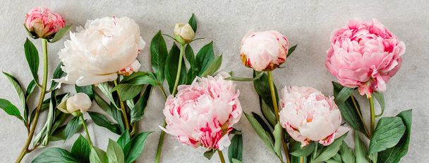 Beautiful pink peony flowers on gray stone table with copy space for your text. Flat style, top view - 写真・画像