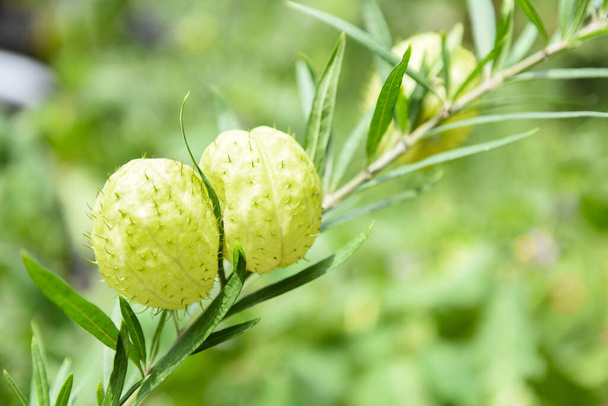Gomphocarpus physocarpus, Ballonpflanzen Zierbaum / Ballon-Baumwollstrauch Schwanenpflanze - Foto, Bild