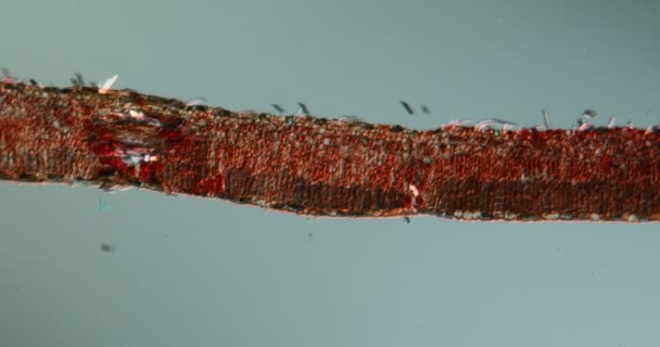 Síró fűzfa levél a mikroszkóp alatti keresztmetszetben 100x - Felvétel, videó