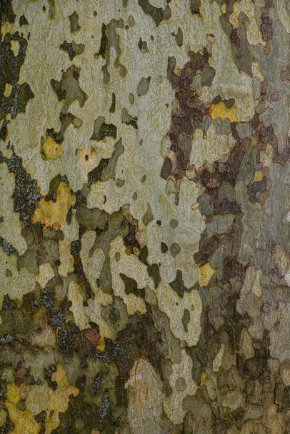 Close up background pattern of camouflage colored plane sycamore bark surface - Photo, Image