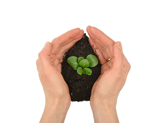 Cerca de las manos de la mujer sostienen una planta de primavera verde brote que crece a partir de un montón de humus negro suelo aislado sobre fondo blanco, vista superior elevada, directamente encima - Foto, imagen