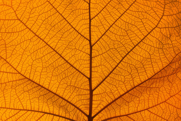 Extreme Nahaufnahme Hintergrundstruktur der beleuchteten orangen Herbstblattadern - Foto, Bild