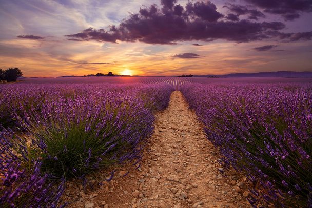 Fialové kvetoucí levandulové pole Provence, Francie, při západu slunce s krásnou malebnou oblohou - Fotografie, Obrázek