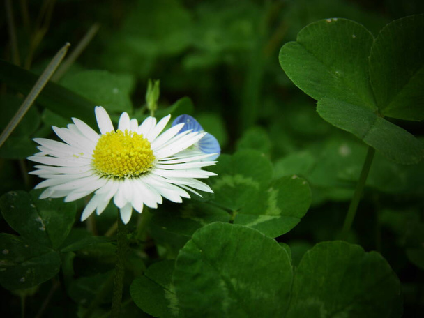 margherita e fiorellino azzurro nel prato verde tra i trifogli - Zdjęcie, obraz