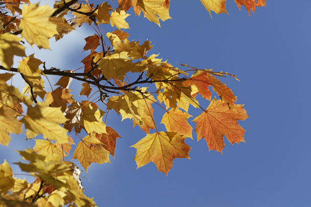 Acer platanoides, arce noruego en otoño - Foto, Imagen