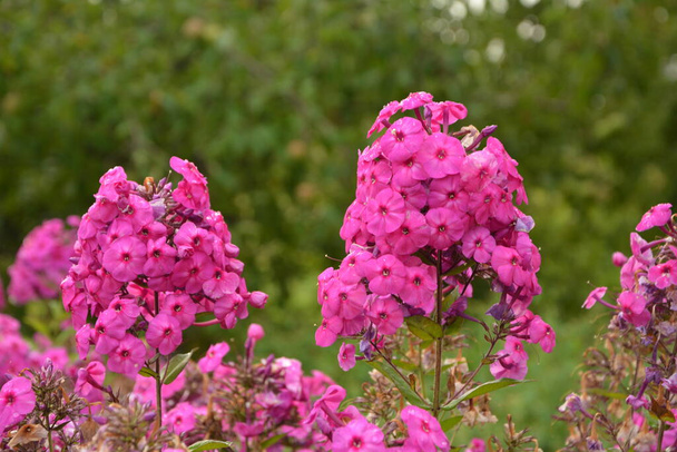 Violetit kukat leimukukka paniculata. Kukinta haara violetti leimukukka puutarhassa sateinen sää. Pehmeä hämärtynyt valikoiva painopiste. - Valokuva, kuva