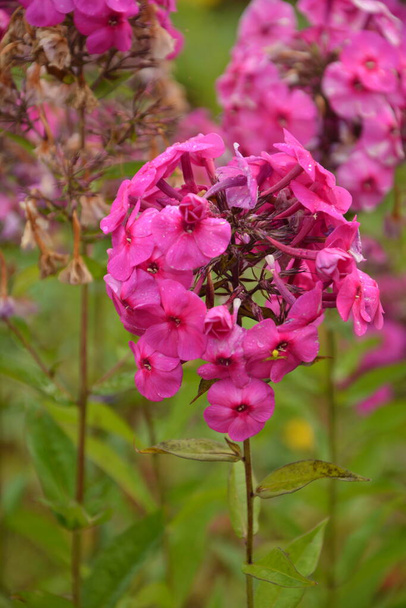 Lila Blüten Phlox paniculata. Blühender Phloxzweig im Garten bei regnerischem Wetter. Weiche, unscharfe selektive Fokussierung. - Foto, Bild