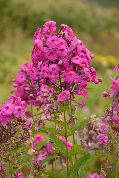 Fioletowe kwiaty phlox paniculata. Kwitnąca gałąź fioletowego floksu w ogrodzie w deszczową pogodę. Miękkie niewyraźne wybiórcze skupienie. - Zdjęcie, obraz