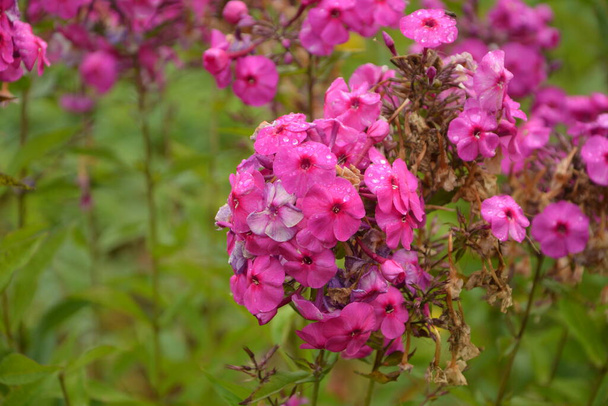 Purple flowers phlox paniculata. Flowering branch of purple phlox in the garden in rainy weather. Soft blurred selective focus. - Photo, Image